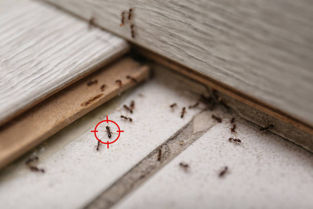 Pest Control Cost in Marco Island, FL