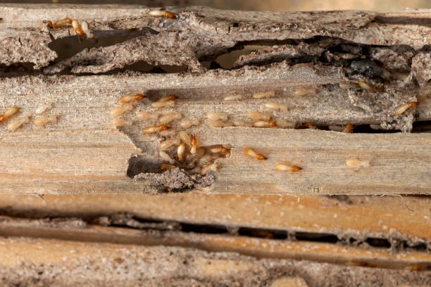 Trusted Marco Island, FL Pest Control Experts